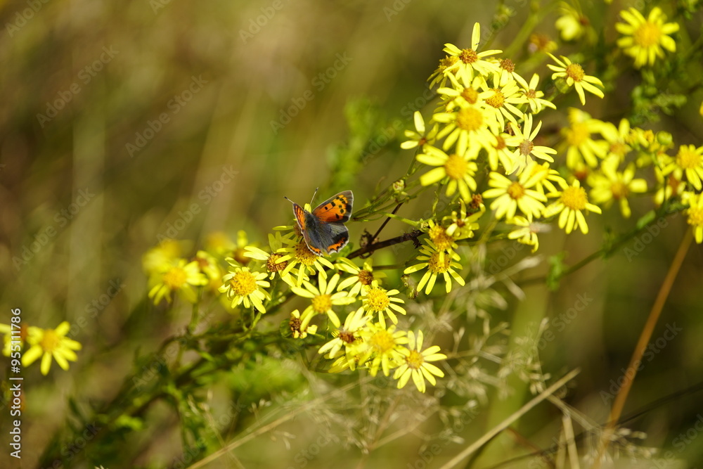 The small copper, American copper, or the common copper (Lycaena phlaeas) is a butterfly of the Lycaenids or gossamer-winged butterfly family. Priborn, Germany.
The small copper, American copper, or the common copper (Lycaena phlaeas) is a butterfly of the Lycaenids or gossamer-winged butterfly family. Priborn, Germany.