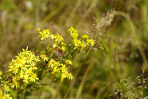 Obraz na plátně The small copper, American copper, or the common copper (Lycaena phlaeas) is a butterfly of the Lycaenids or gossamer-winged butterfly family