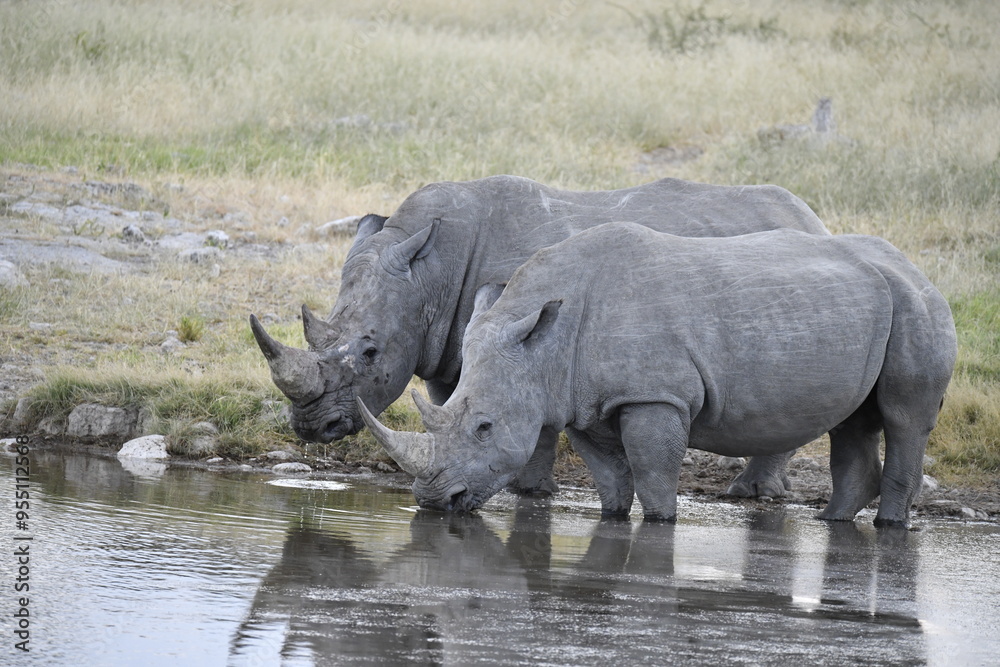 Fototapeta premium rinoceronti in BWA