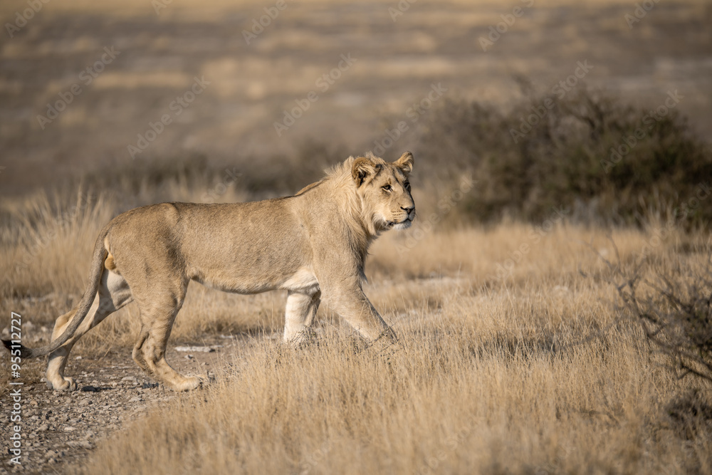 Obraz premium Lions in bwa