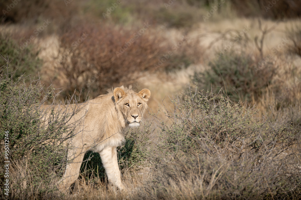 Lions in bwa Lions in bwa