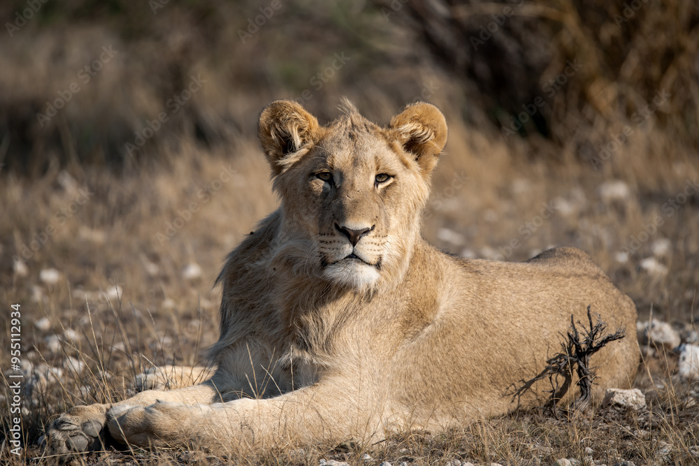 Naklejka premium Lions in bwa