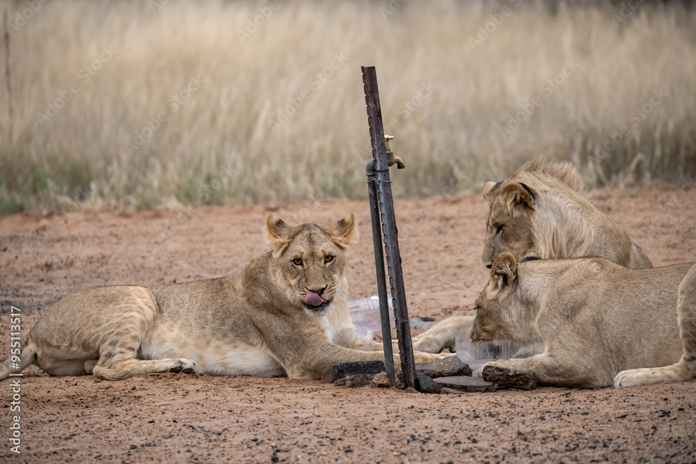 Fototapeta premium Lions in bwa