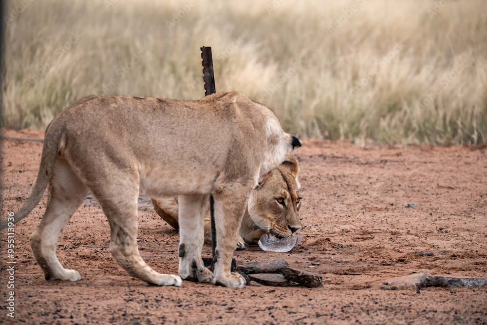 Fototapeta premium Lions in bwa