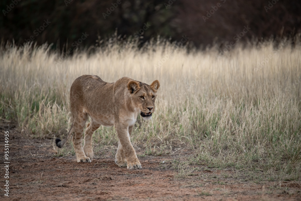 Naklejka premium Lions in bwa