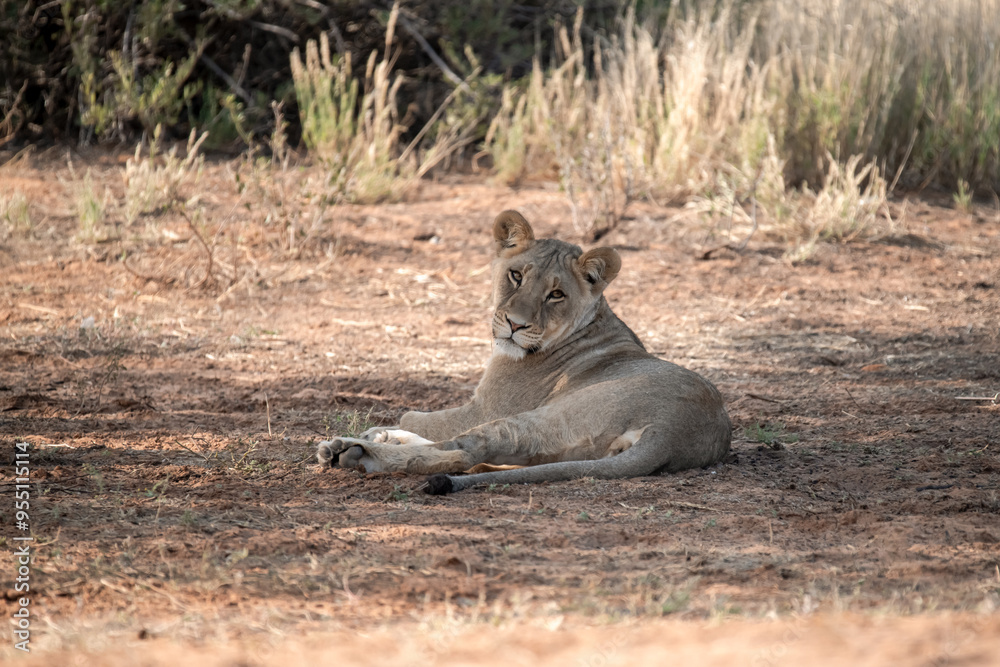 Fototapeta premium Lions in bwa