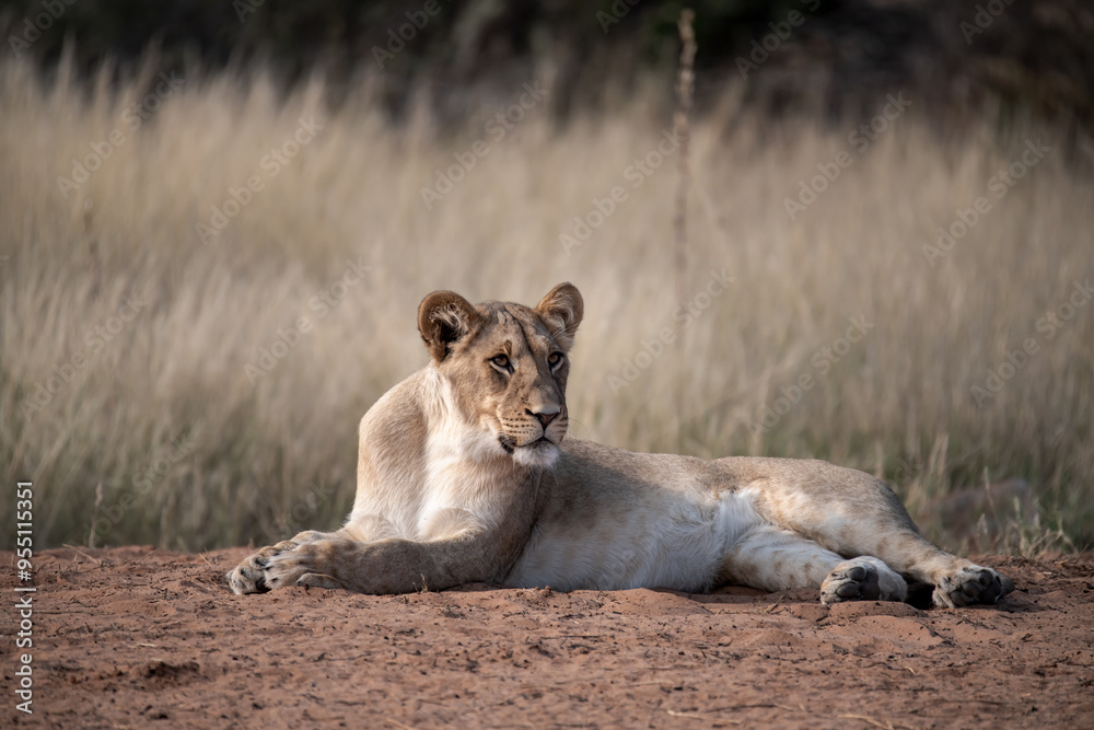 Naklejka premium Lions in BWA
