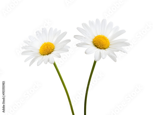 Wallpaper Mural chamomile or daisies isolated on transparent background with clipping path. Set or collection.
 Torontodigital.ca