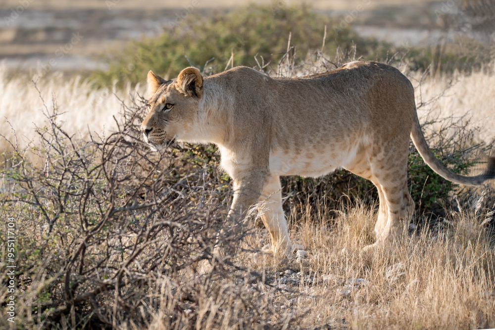 Naklejka premium Lions in BWA
