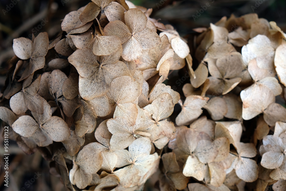 dried flower, dried hydrangea, background dried flower, dried hydrangea, background