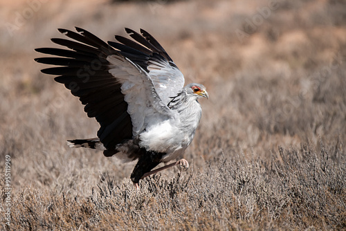 Wallpaper Mural African Birds Torontodigital.ca