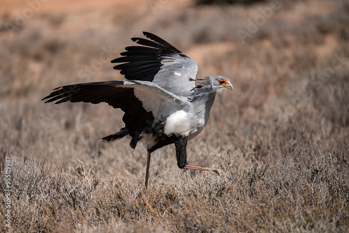 African Birds