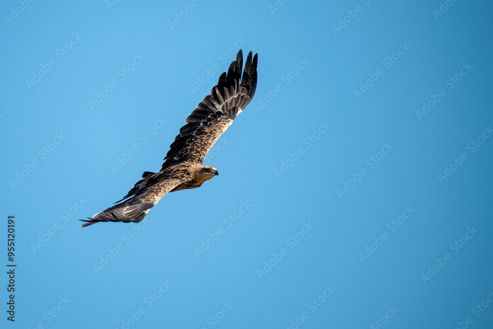 Fototapeta premium African Birds