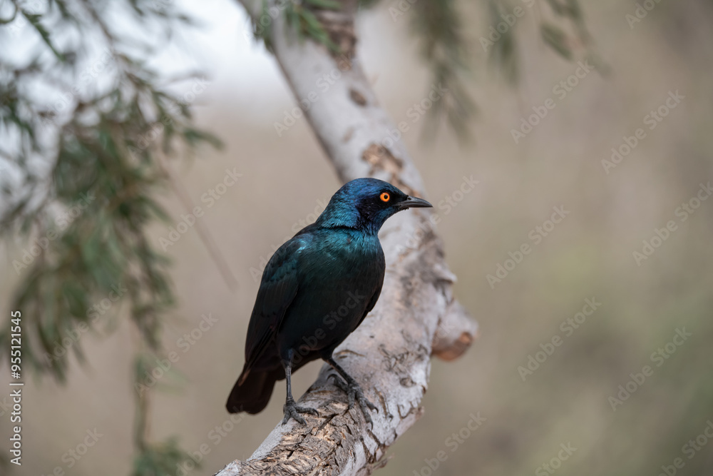African bird in BWA African bird in BWA
