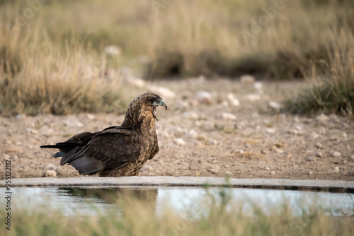 African Birds