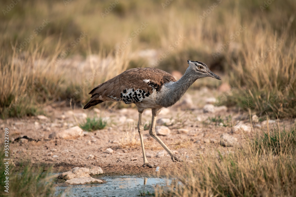 African Birds