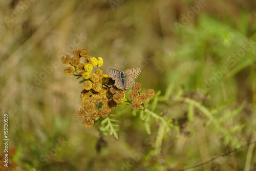 The Brown Copper (Lycaena tityrus), also called the Sulphur Hawker, is a butterfly from the family Lycaenidae. Priborn, Mecklenburg-Western Pomerania, Germany. photo