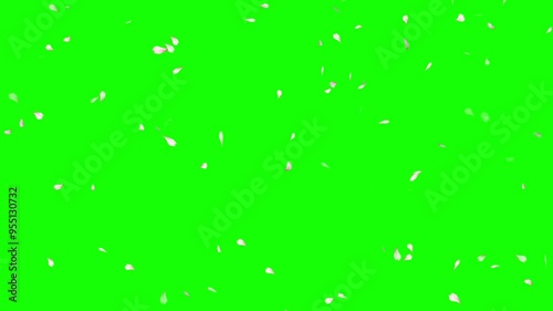 Cherry Blossom Petals Falling on a green background, Cherry petals falling top quality animated on green screen 4k, Chroma key green background, Valentine's day and wedding concept animation.
