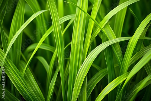 Green Grass Blades Close-Up