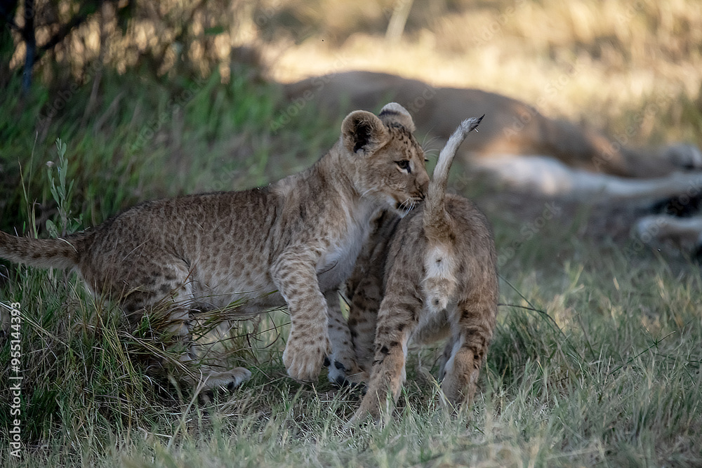 Lions in BWA Lions in BWA