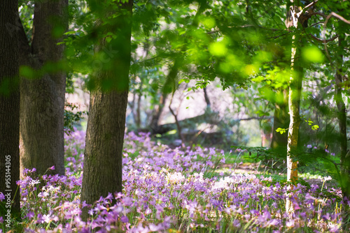 Colorful garlic in the park