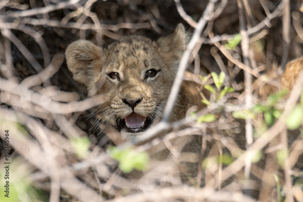 Fototapeta premium Lions in bwa