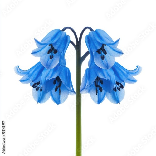 Detailed realistic HD of  Desert Bluebell in full bloom photo