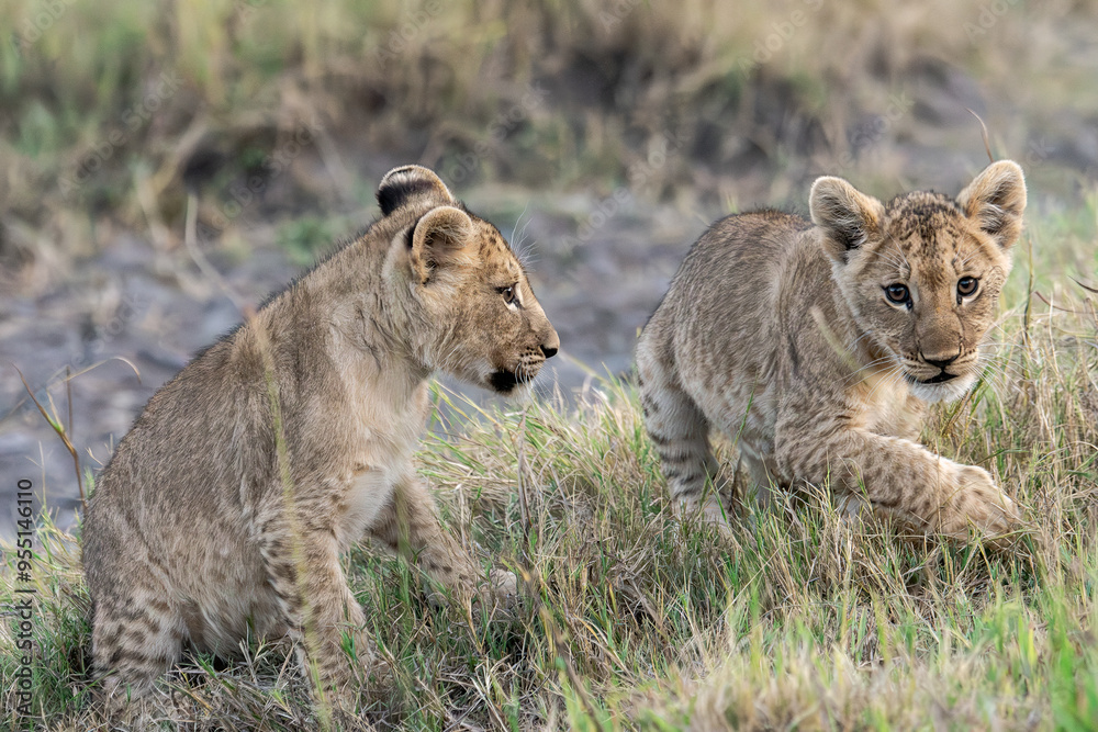 Lions in bwa Lions in bwa