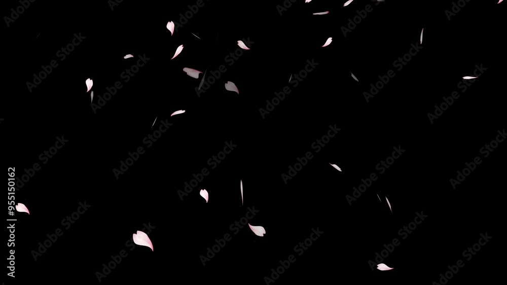 cherry blossom particle animation, Cherry blossom realistic petals falling 2 clip.
overlay sakura flower black background, cherry blossom animated background with black background,
