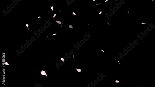 Wallpaper Mural cherry blossom particle animation, Cherry blossom realistic petals falling 2 clip.
overlay sakura flower black background, cherry blossom animated background with black background, Torontodigital.ca