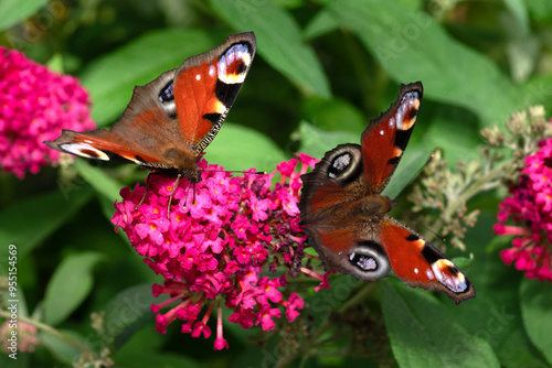 two peacock butterflies (Aglais io) on the same flower of summer lilac (buddleja davidii) close-up