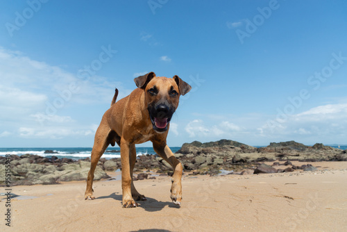 A brown dog walking on the sand of a beach during the day.