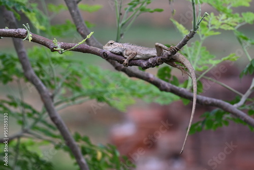 Chameleons on the tree branch. It is a reptile animal. It is an animal of the Chamaeleonidae family. Its other name chamaeleons. This animal is master at changing colors.