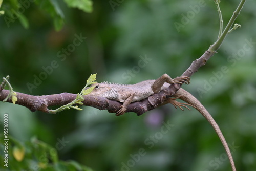 Chameleons on the tree branch. It is a reptile animal. It is an animal of the Chamaeleonidae family. Its other name chamaeleons. This animal is master at changing colors.