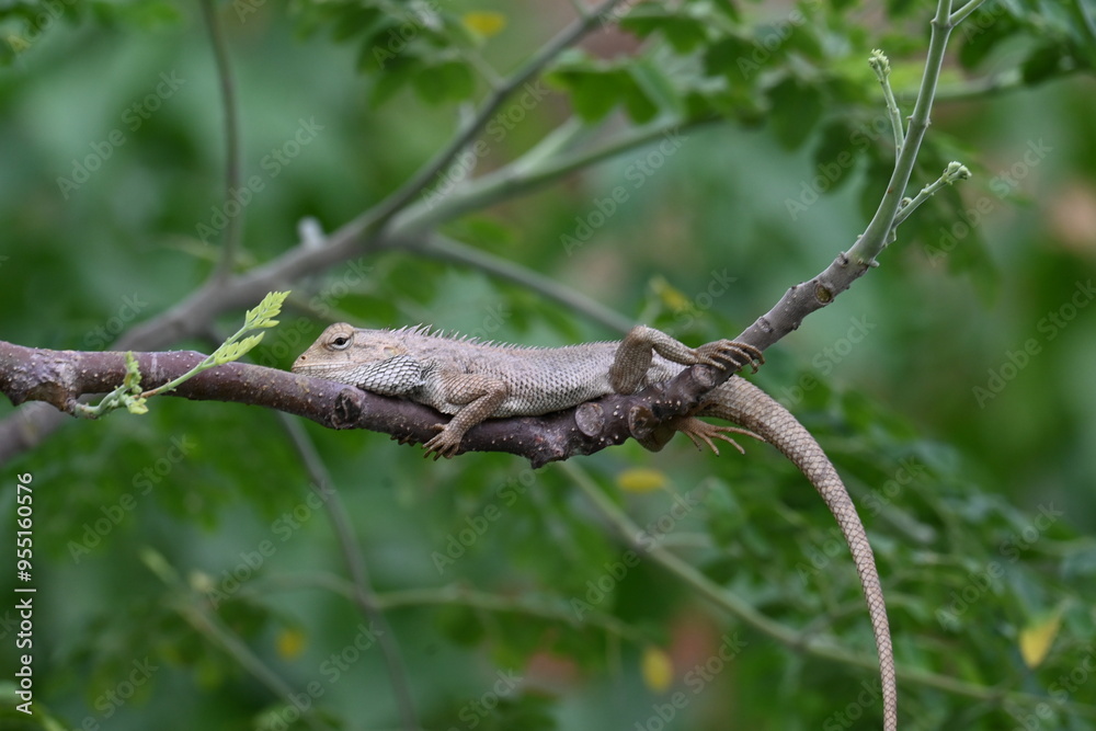 Chameleons on the tree branch. It is a reptile animal. It is an animal of the Chamaeleonidae family. Its other name chamaeleons. This animal is master at changing colors. Chameleons on the tree branch. It is a reptile animal. It is an animal of the Chamaeleonidae family. Its other name chamaeleons. This animal is master at changing colors.