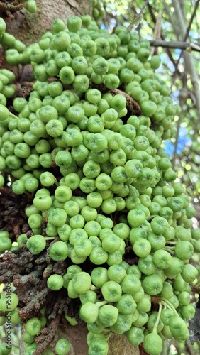 Close-up of the fruit of a ficus plant bearing fruit