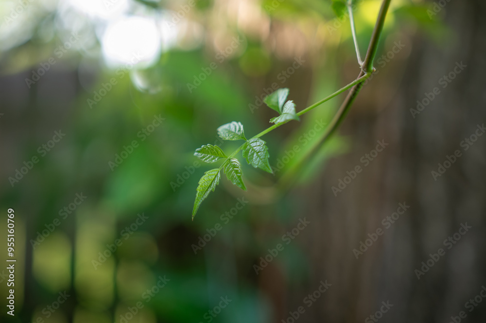 trumpet vine leaf trumpet vine leaf