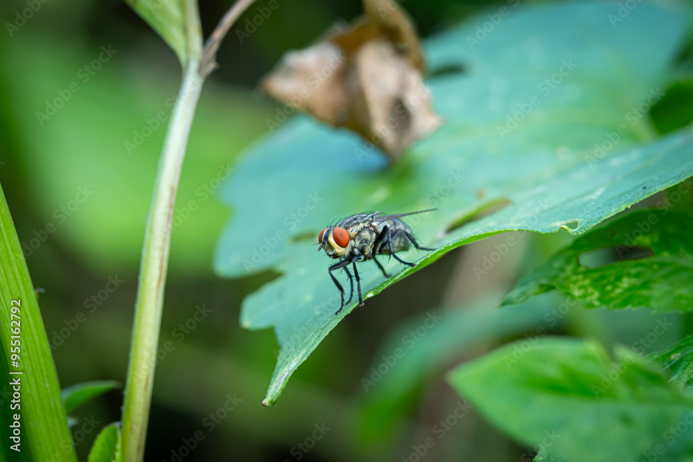 housefly or blue bottle fly that perched on leaves and tree trunks in a park housefly or blue bottle fly that perched on leaves and tree trunks in a park