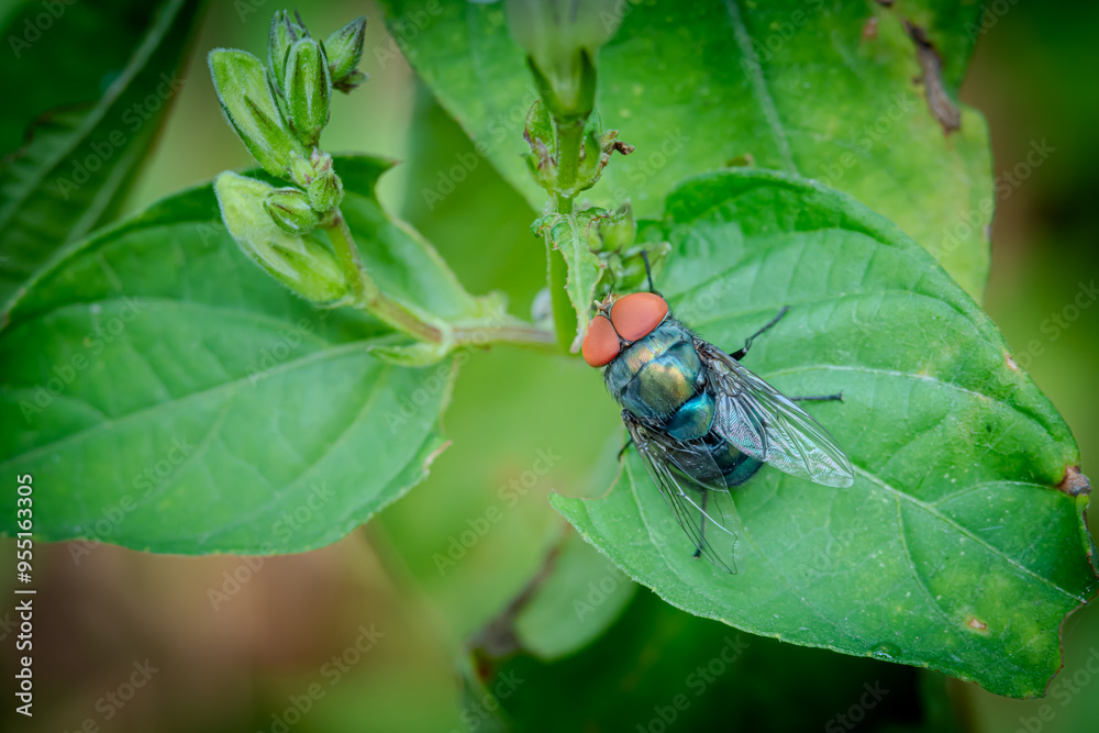 Naklejka premium housefly or blue bottle fly that perched on leaves and tree trunks in a park