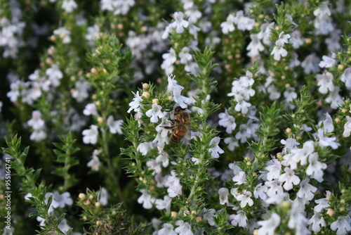 Bee on top of small purple flowers