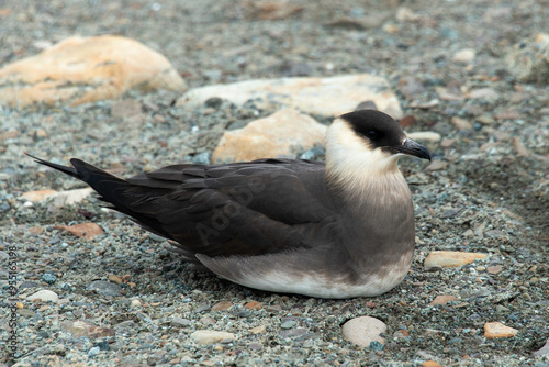 Labbe parasite,.Stercorarius parasiticus, Parasitic Jaeger photo