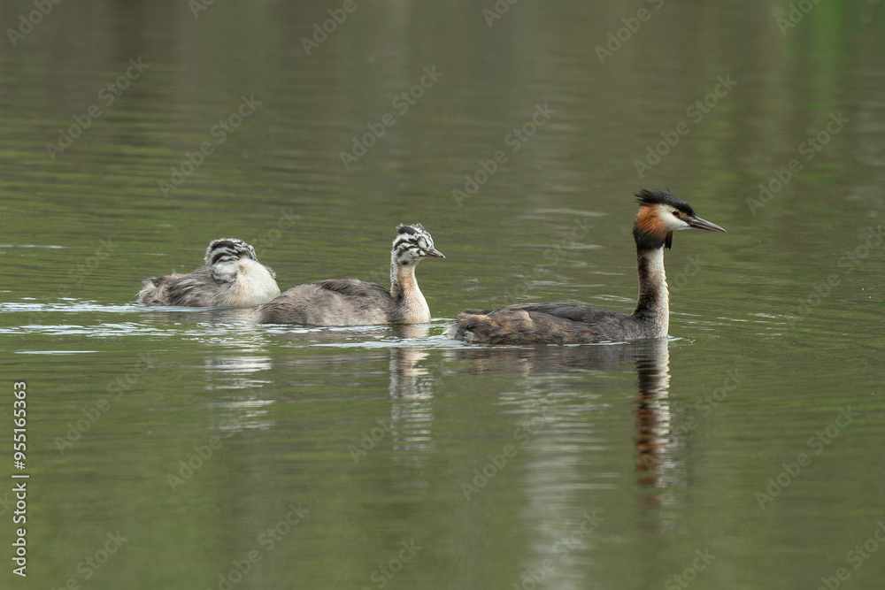 Grèbe huppé,.Podiceps cristatus, Great Crested Grebe, femelle et jeune Grèbe huppé,.Podiceps cristatus, Great Crested Grebe, femelle et jeune