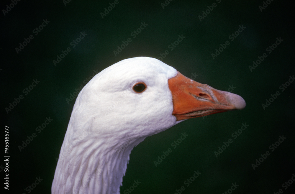 Oie des neiges,.Anser caerulescens, Snow Goose, migration, Réserve du Cap Tourmente, Quebec, Canada Oie des neiges,.Anser caerulescens, Snow Goose, migration, Réserve du Cap Tourmente, Quebec, Canada