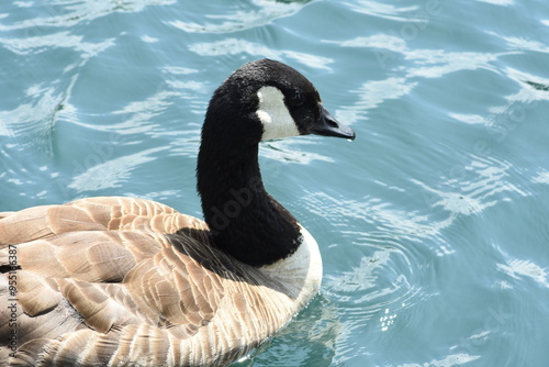 Goose side photography swimming on watter