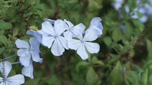 Closeup view of Plumbago auriculata, the cape leadwort, blue plumbago or Cape plumbago, a species of flowering plant native to South Africa photo