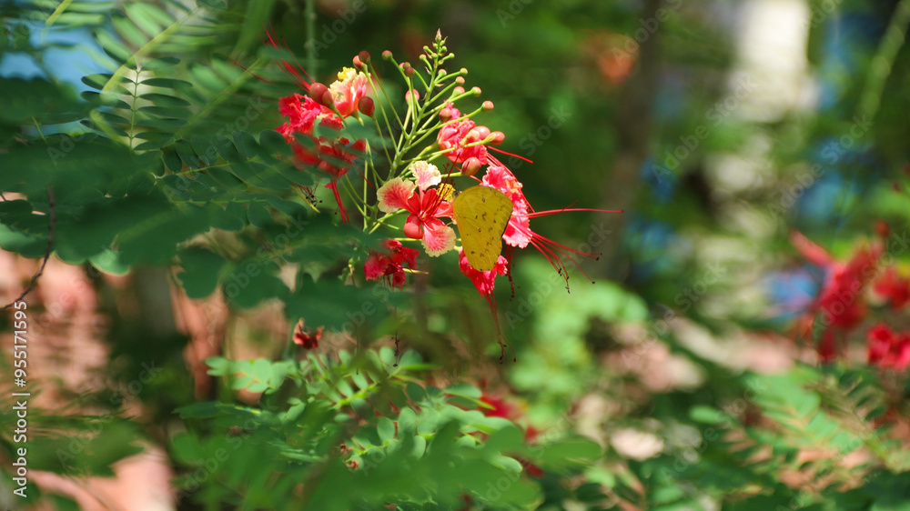 Peacock Flower, Caesalpinia pulcherrima is a species of flowering plant in the pea family, beautiful orange and yellow color Peacock Flower. Peacock Flower, Caesalpinia pulcherrima is a species of flowering plant in the pea family, beautiful orange and yellow color Peacock Flower.