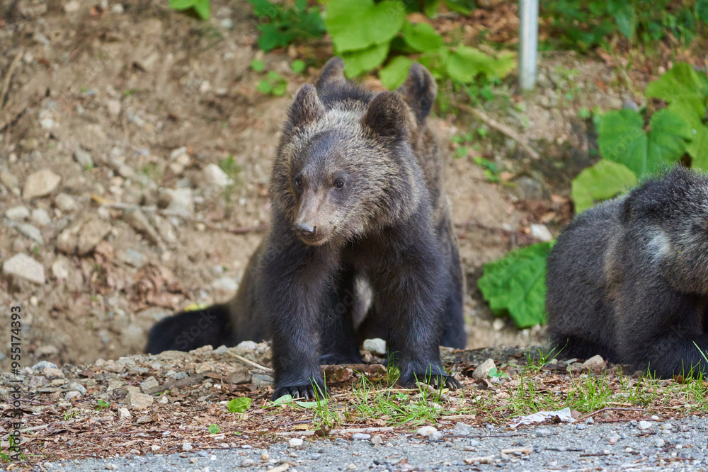 Bears at the roadside in Romania Bears at the roadside in Romania