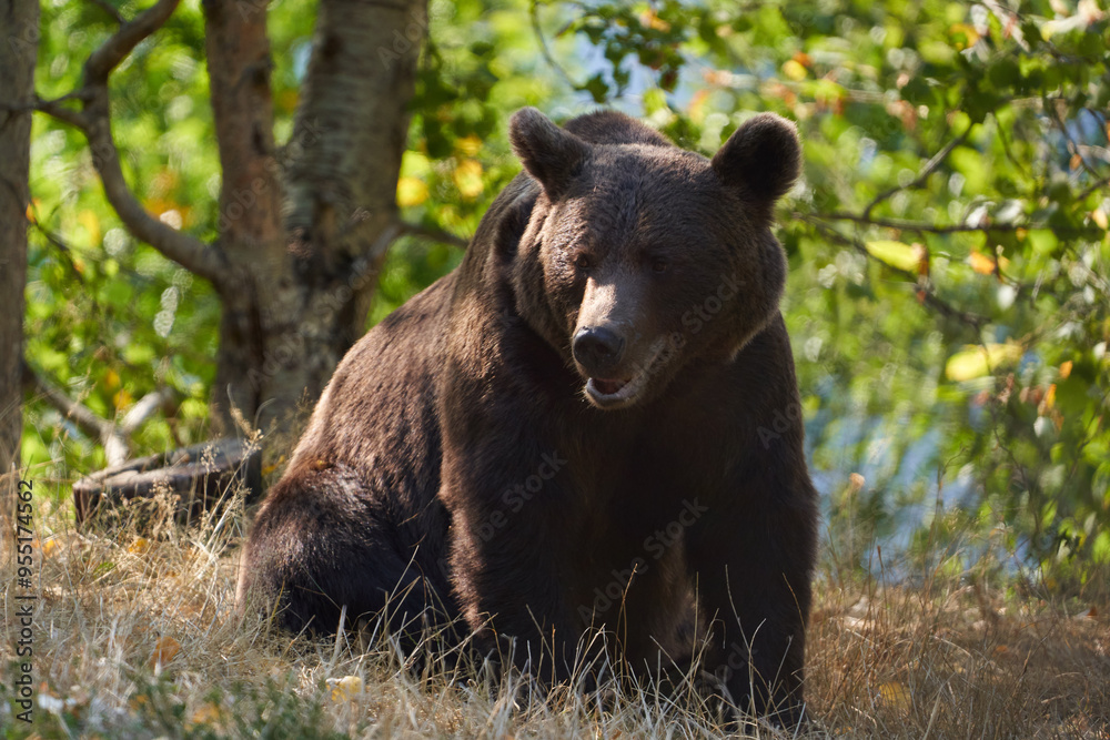 Fototapeta premium Large brown bear portrait