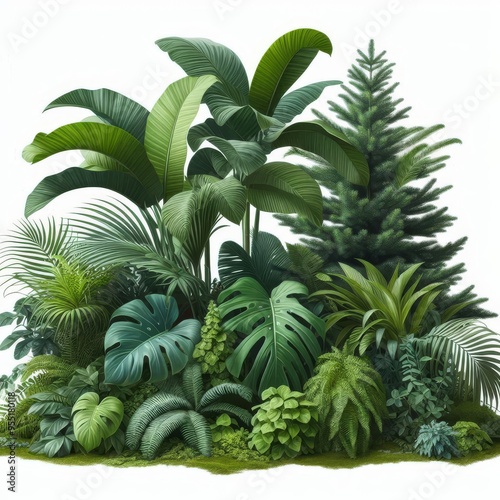 Lush green tropical plants bush (monstera, palm, rubber plant, pine and fern), cut out, прозрачный фон
 photo