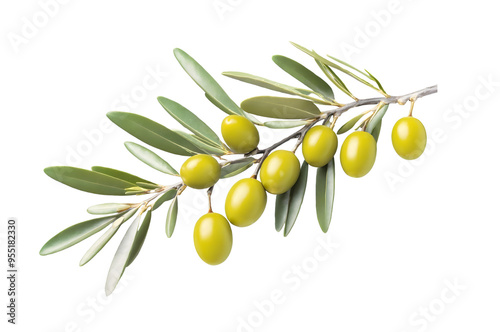 High-Resolution Olive Tree Branch with Green Olives Isolated on Transparent Background